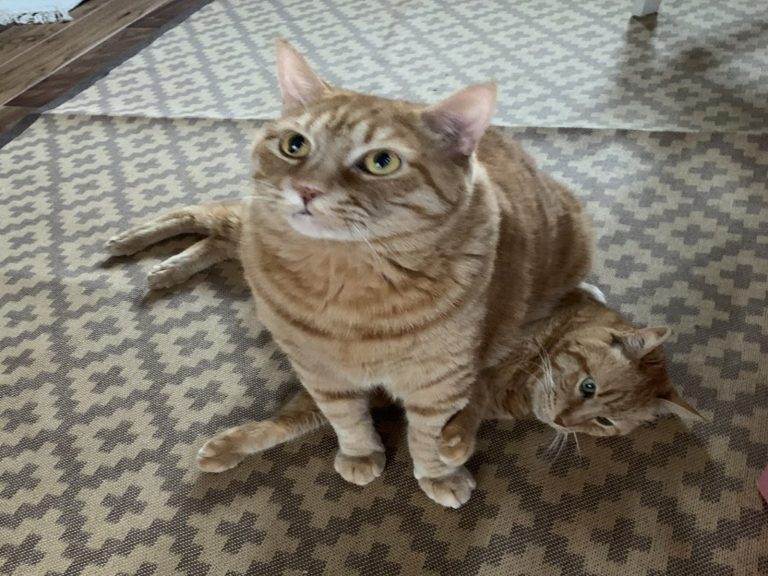 胖橘貓「小喵」喜歡坐在前輩「喵喵」的身上！（圖／twitter@enaka_yo）