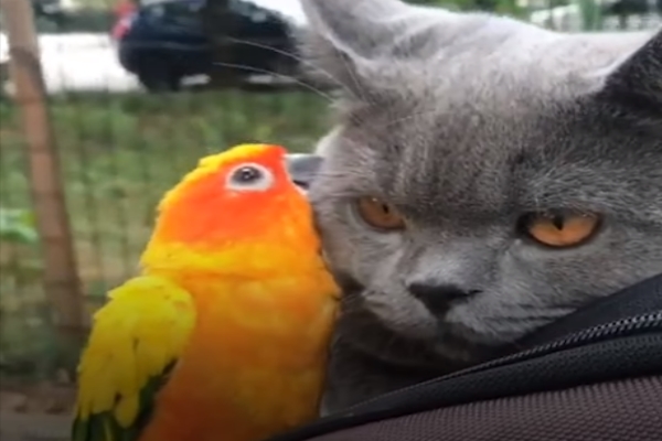 誰說貓是小鳥天敵？貓咪與鸚鵡跨種友情閃爆眾人眼睛！