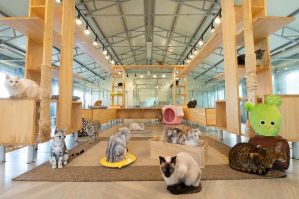 首爾露天貓咪咖啡廳　實現人、貓與自然共存的日常