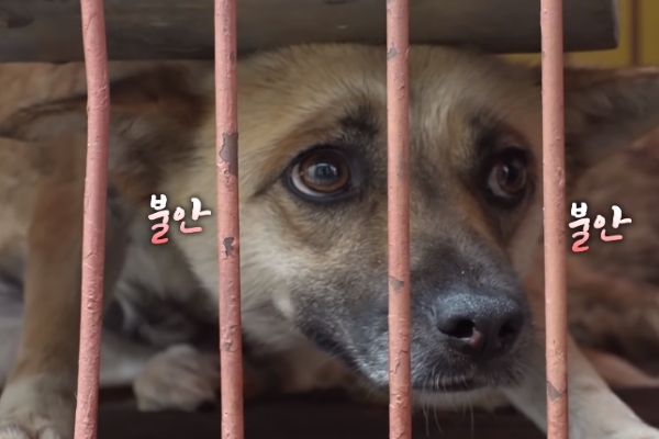 釜山市宣佈關閉狗肉市場　讓吃狗文化走入歷史