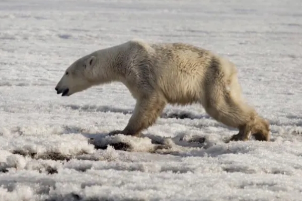 疲弱北極熊穿越700英里到垃圾場覓食　只為活下去！