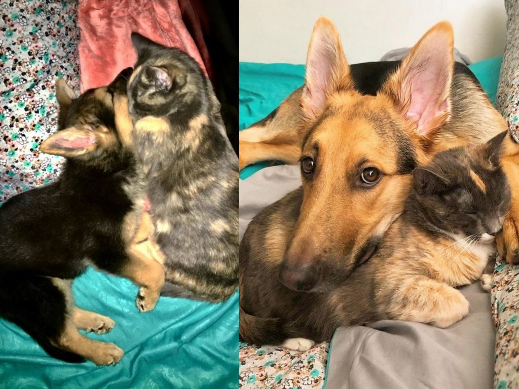 柯達剛到這個家時才跟萊拉差不多大，兩個小傢夥第一次見面打過招呼後，就馬上愛上彼此了！(圖/IG@mr.koda.bear) 