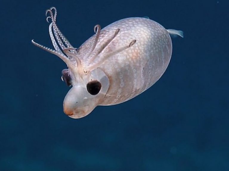 擁有一雙大眼的小豬魷魚，配上可愛的小豬鼻和像鹿角的觸鬚，在深海中游泳的模樣十分逗趣。(圖/Nautilus Live) 