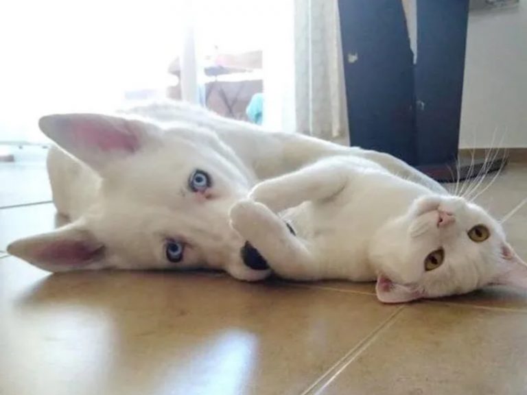貓咪艾比與狗狗但丁成為最可愛的白白二人組！（圖／IG@2_white_walkers）