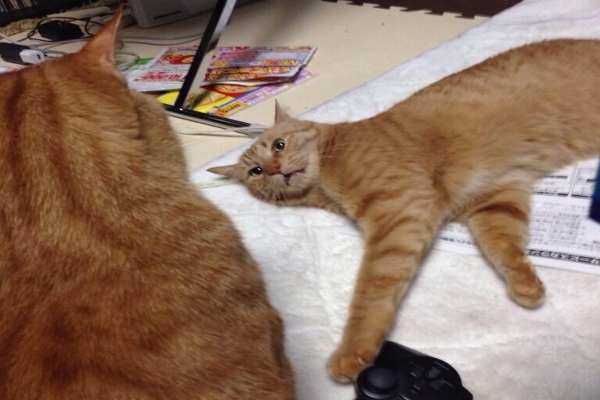 前輩貓被重量級小貓當坐墊　眼神空洞表示：貓生好難！