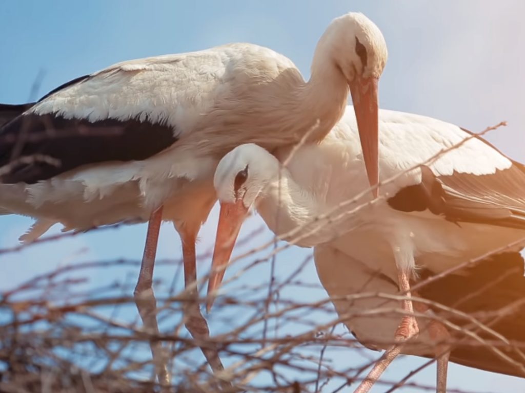 公鸛Klepetan每年從非洲飛行8千英里抵達克羅埃西亞陪伴受傷的母鸛Malena（圖／翻攝自Youtube@Croatia Full Of life）