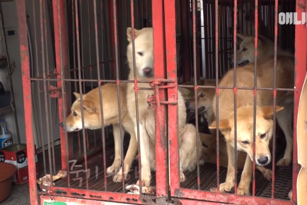 釜山市宣佈關閉狗肉市場　讓吃狗文化走入歷史