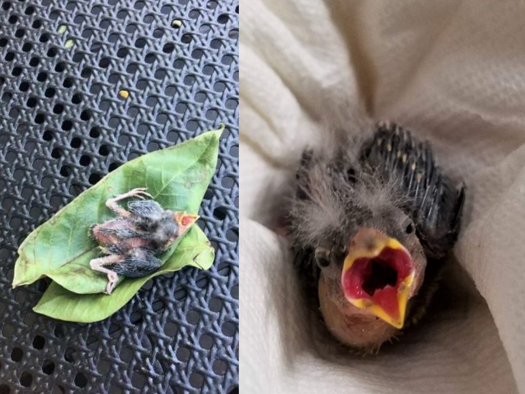 受傷的雛鳥成了克莉絲蒂這趟車程唯一的乘客，她說：「這是我第一次載到鳥，想必也是牠第一次坐車吧！」(圖/Wildlife Rehabilitation Center of Northern Utah) 