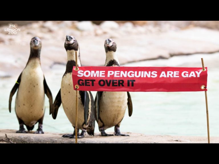 倫敦動物園響應同志驕傲月　同性企鵝伴侶獲滿滿祝福！
