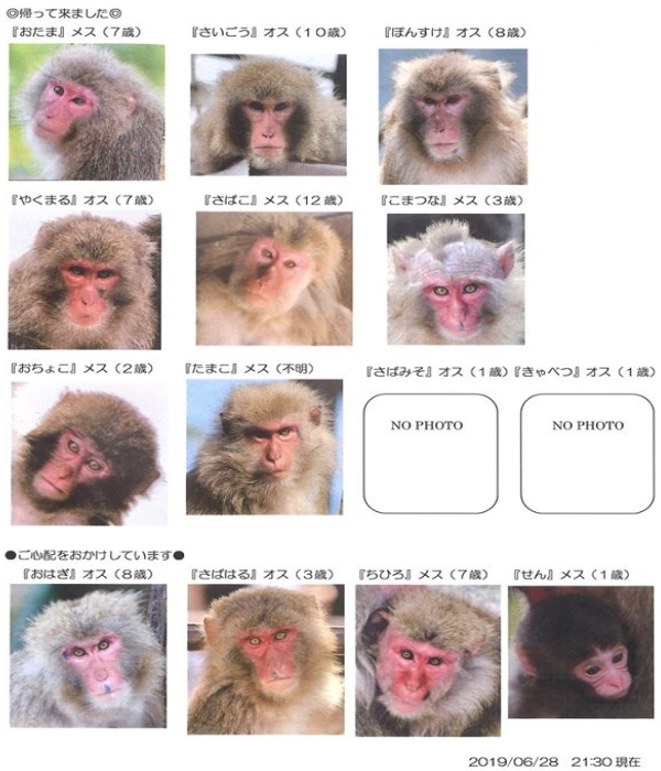 猴塞雷！沖繩動物園14隻猴子偷鑰匙開鎖　集體大逃脫