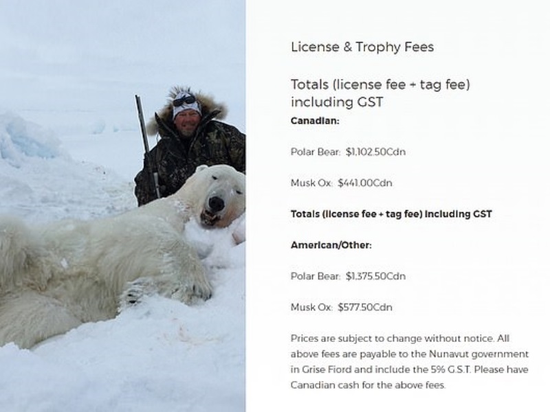 富人的狩獵遊戲？數千北極熊遭獵殺展示　動保組織：應嚴禁