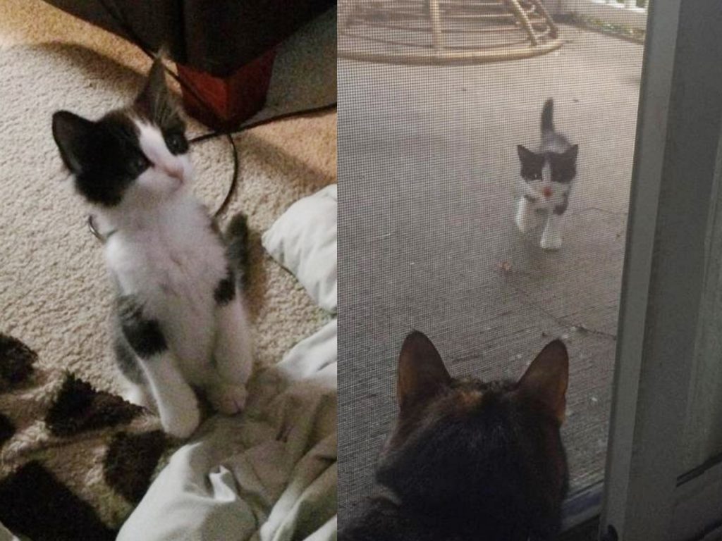 喵喵喵～讓我進去！讓我進去！(圖/LoveMeow) 