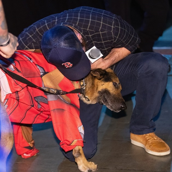 愛狗的美國隊長在動漫展受訪時　竟跳下舞台擁抱粉絲狗狗