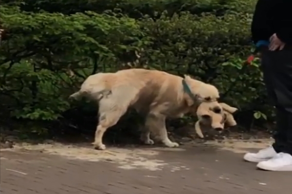 黃金獵犬超愛布偶好友　連戴頭套也要一起才開心！