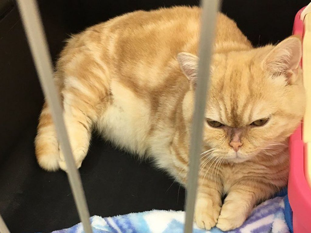 一年後的美金ちゃん不只緊皺的眉頭打開了，看起來也相當放鬆。 (圖/Twitter@00bibibi) 