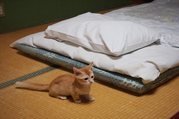 入住日本貓咪旅館　小心喵星人半夜來巡房！