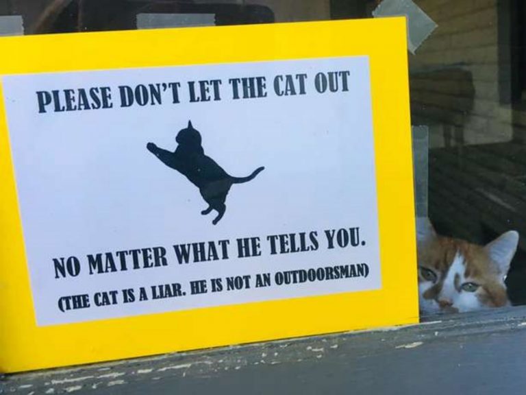 貓咪多次試圖合夥路人逃出家門　主人：不要被牠騙了！
