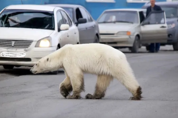 疲弱北極熊穿越700英里到垃圾場覓食　只為活下去！