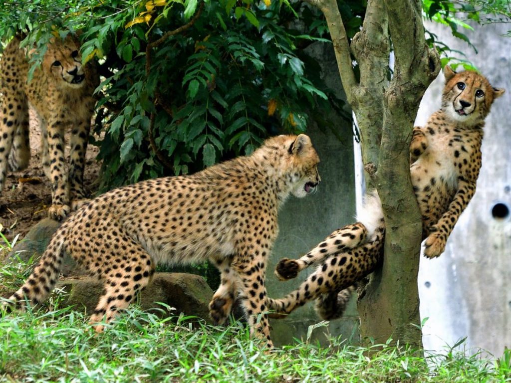 偶卡住惹偶要粗七啊～～ (圖/Twitter@nanata35047722) 