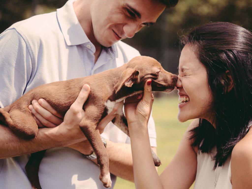 和動物收容中心Luisa Mell Institute討論之後， Setani決定和住在裡面的浪浪們一起拍攝結婚照。 (圖/boredpanda) 