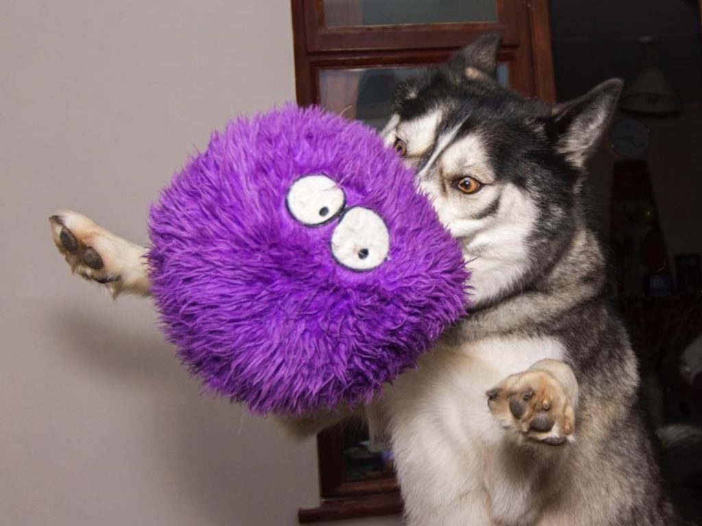 月月K’eyush的二哈行徑經常讓主人捧腹大笑（圖／FB@K’eyush the Stunt Huskamute）