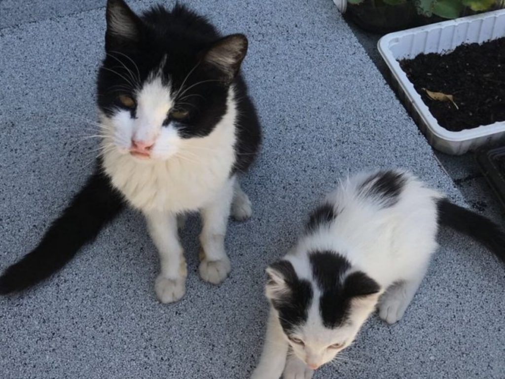 看到瑪莉回來，兩人相當開心，令他們驚訝的是牠身邊還多了隻小貓！(圖/Twitter@ivieyogi) 