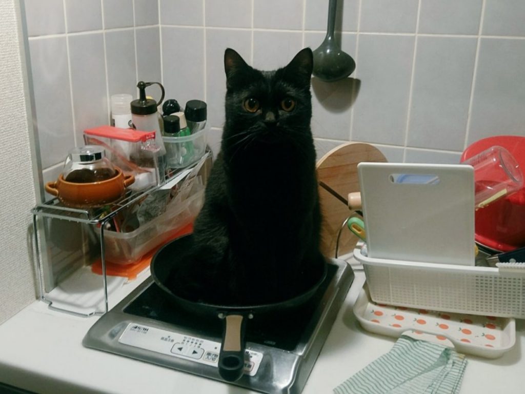 @yachiyo_to_mi說：「我一說完話八千代就跑走了，還以為去了哪裡，結果到廚房就看到這個畫面，像是在說：就吃我吧！」(圖/Twitter@yachiyo_to_mi) 