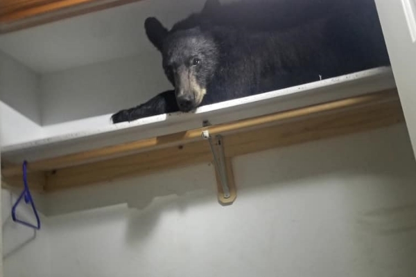 你家就是我家！熊熊闖入民宅睡衣櫃　被叫醒也不想走
