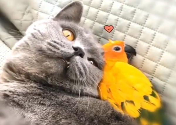 誰說貓是小鳥天敵？貓咪與鸚鵡跨種友情閃爆眾人眼睛！