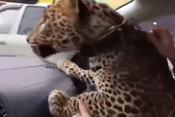 小黃司機接受預約載「大貓」　上車竟然是一隻豹！