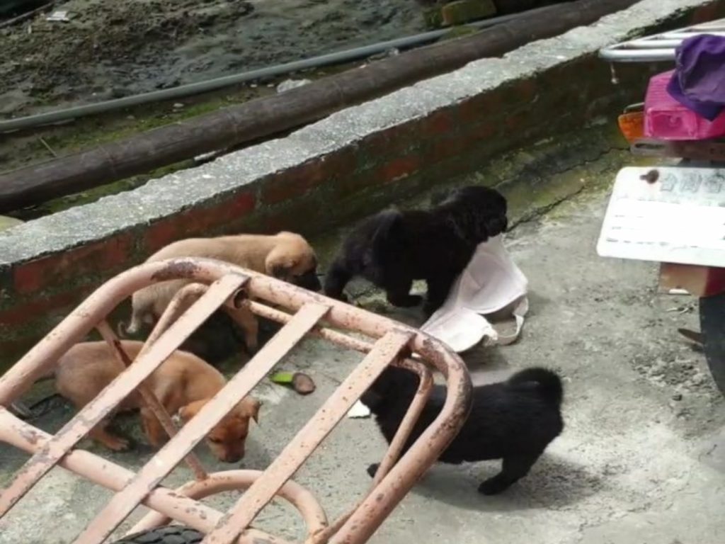 小小內衣大盜被徐文良園長逮個正著！（圖／FB@徐文良（徐園長護生園））