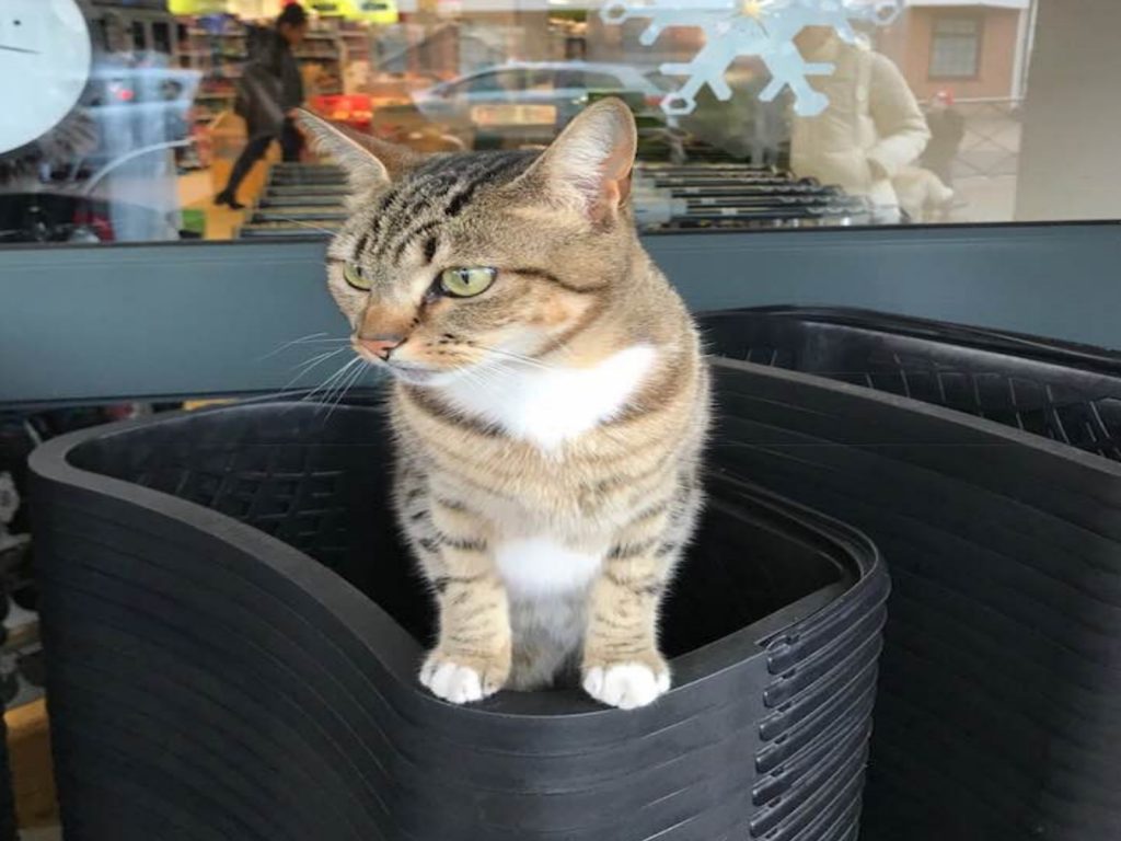 聰明的喵星人米妮喜歡到超市假扮浪浪藉機討食物（圖／FB@Sharon Ellis）
