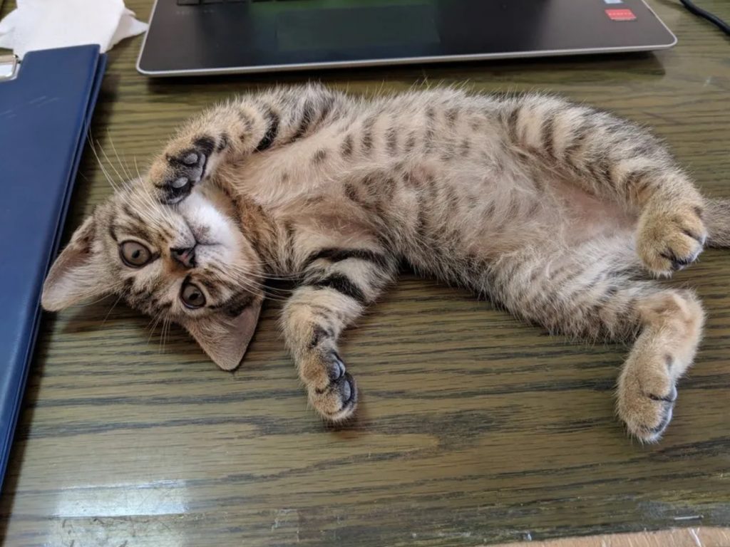 奧沙小小年紀就懂得妨礙工作，吸走海德的注意力，真是隻聰明小貓！ (圖/M. Haydar) 