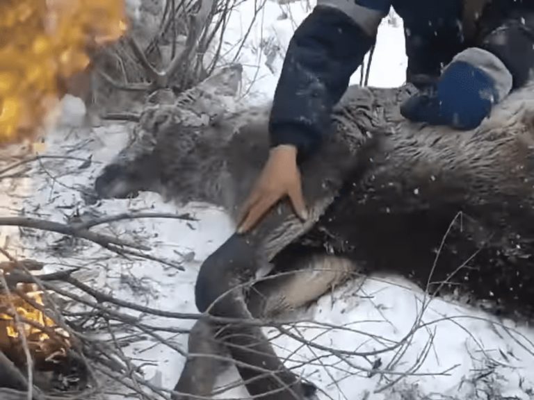 風雪交加驚見巨鹿冰層下垂死掙扎　獵人合力幫牠起死回生！