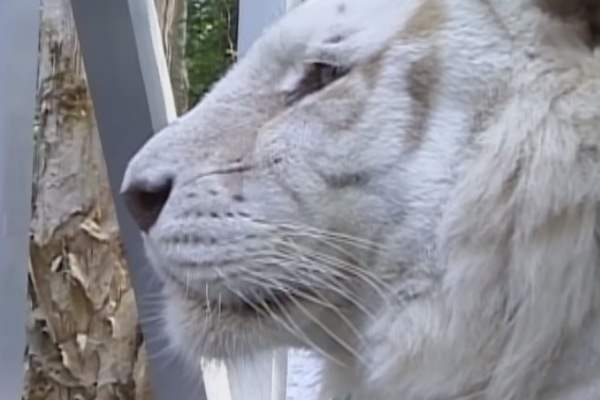 動物園白老虎的生活紀錄　簡直就是放大版的貓咪日常！