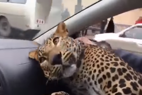 小黃司機接受預約載「大貓」　上車竟然是一隻豹！