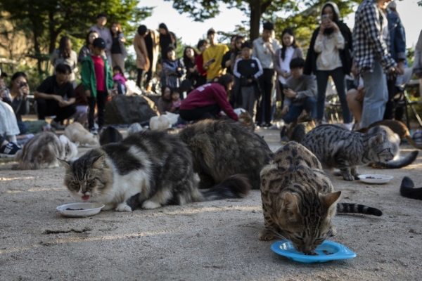 首爾露天貓咪咖啡廳　實現人、貓與自然共存的日常