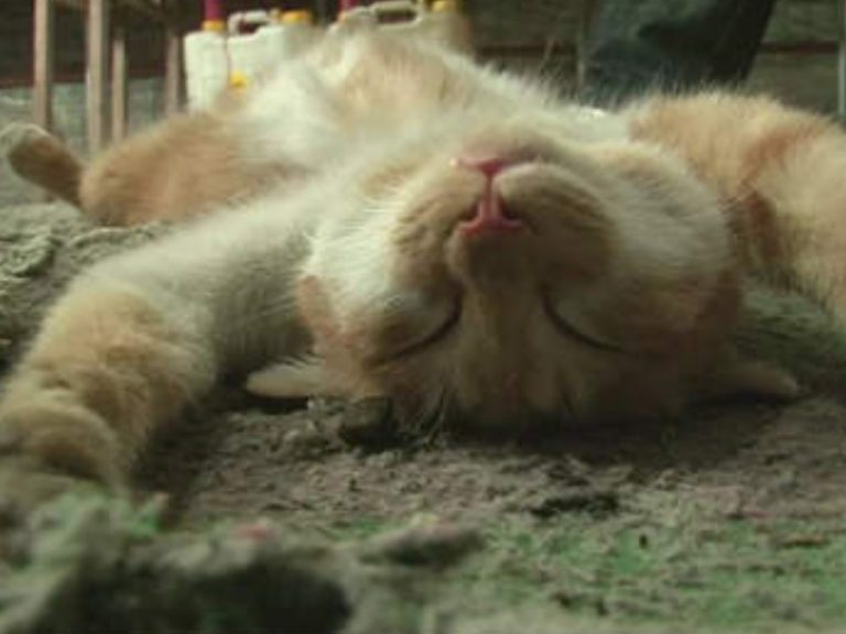 Bundol睡搞搞睡到翻肚，怎樣也吵不醒。 (圖/Youtube@SBS TV동물농장x애니멀봐) 