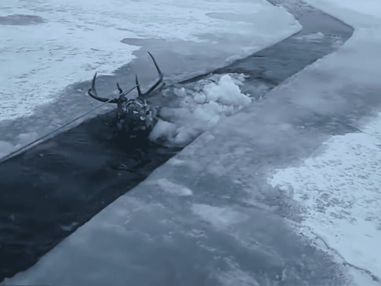漫天風雪中驚見巨鹿冰層下垂死掙扎　獵人合力幫牠起死回生！