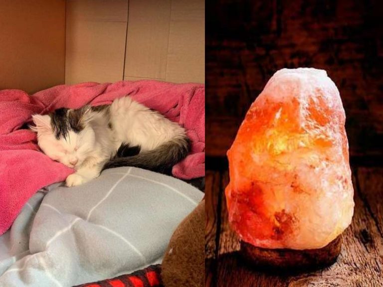 家庭中常見的鹽燈居然會造成貓咪中毒！（圖／FB＠Maddie Smith）