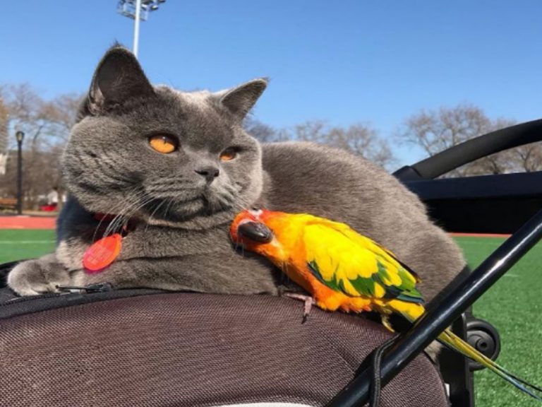 鸚鵡Mango與貓咪Ponzu是超級好朋友！（圖／IG@ponzucoolcat）