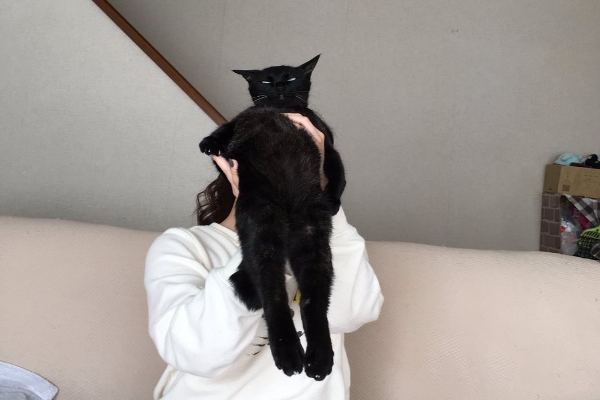 貓咪超獵奇姿勢　網爆笑：這貓直到能穿牆！