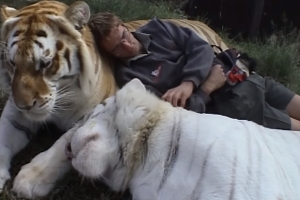 動物園白老虎的生活紀錄　簡直就是放大版的貓咪日常！