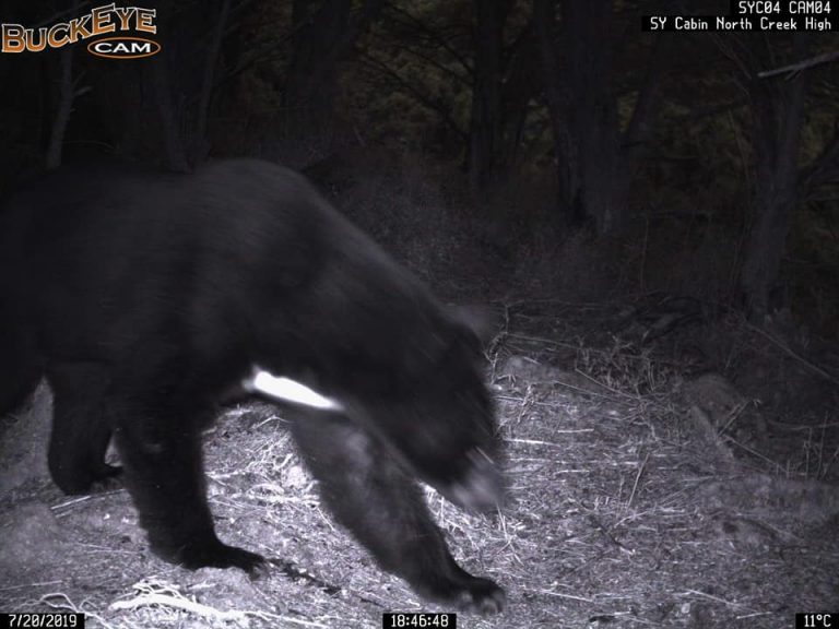 熊熊拍到了！東林管處自動拍照示警系統首次拍下台灣黑熊出沒