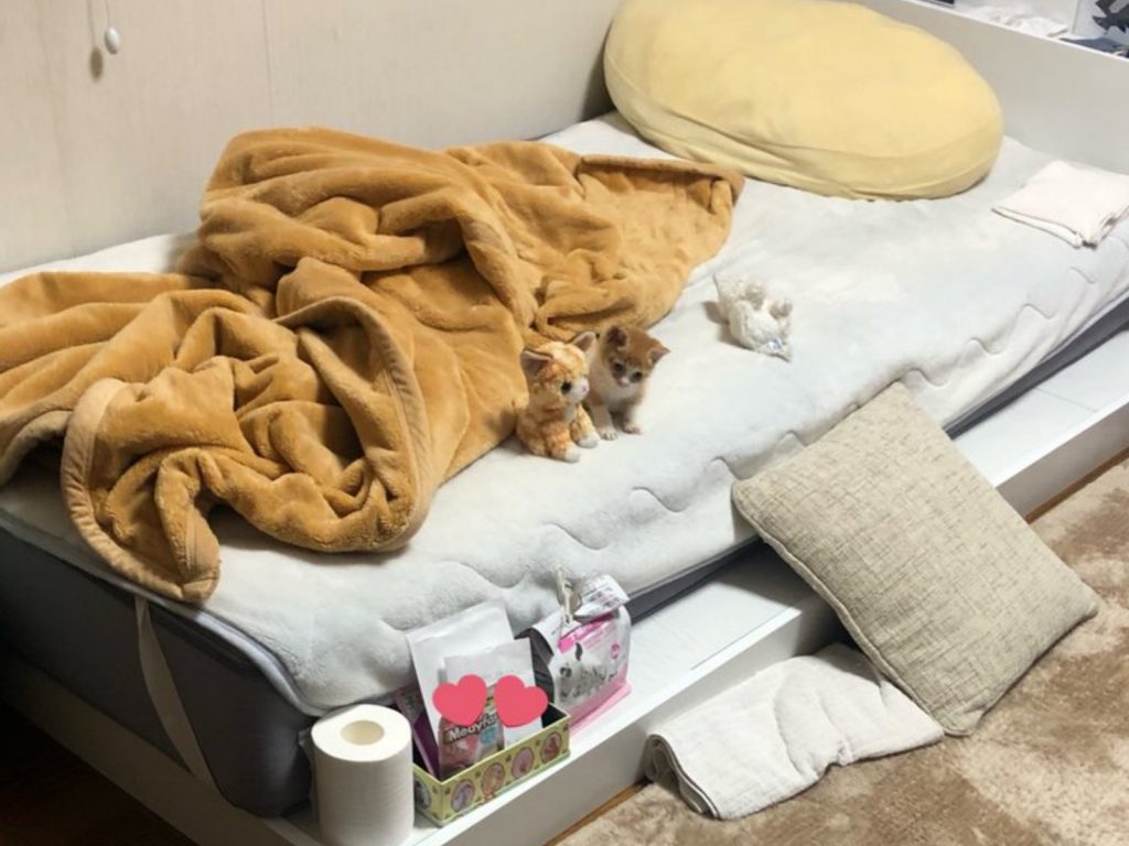 小橘貓喜歡跟布偶貓在一起（圖／twitter@618_mail）