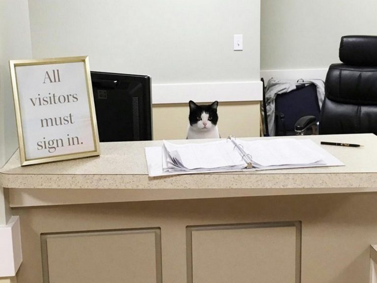 黑白貓Oreo溜進養老院打工，成功為自己找到家！（圖／boredpanda）
