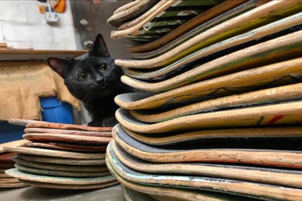 木匠師收編飢餓小黑貓　意外成為工廠最佳小監工