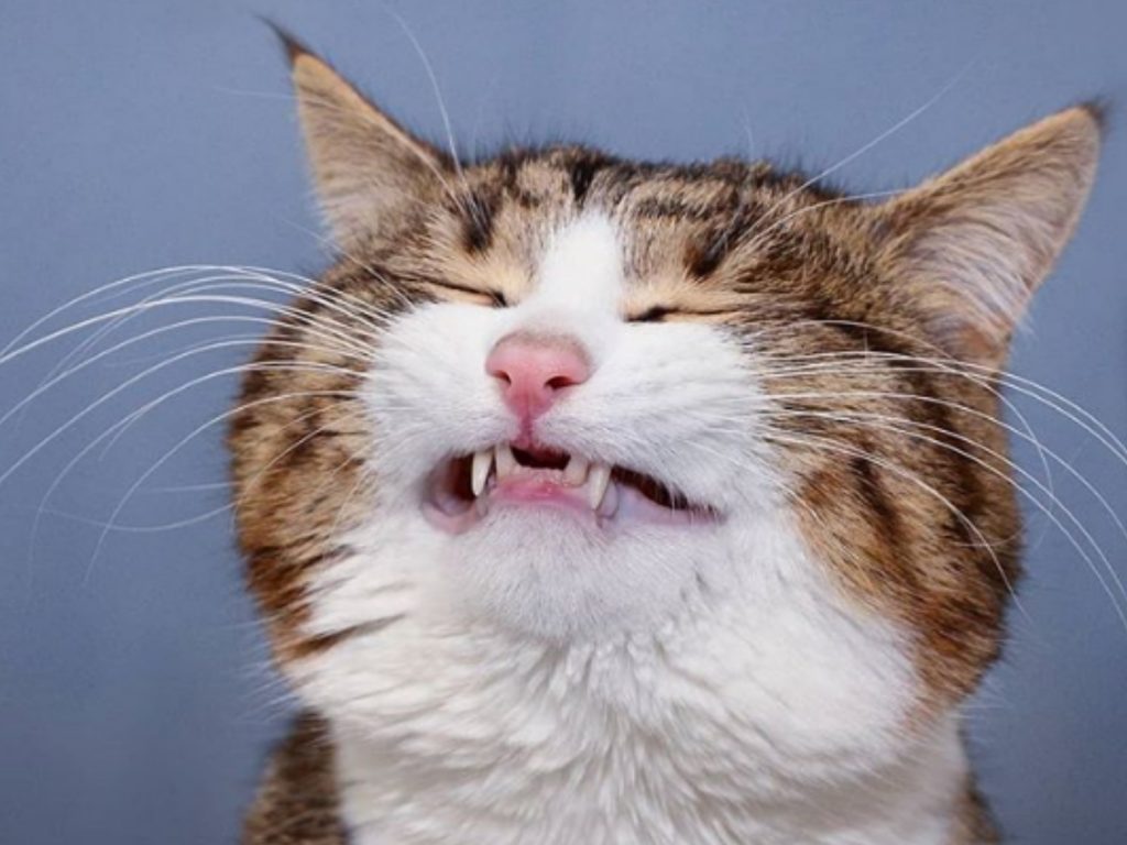 Rexie是一隻可愛的行動表情帝（圖／IG@rexiecat）