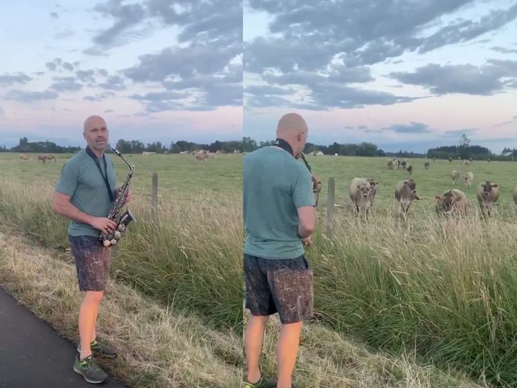 赫爾曼先後吹奏了《Isn’t she lovely》和《Tequila》兩首曲子，牛牛一聽到就趕緊包圍過來，擠在一起聆聽屬於牠們的夏季音樂會～ (圖/IG@coachrickh) 