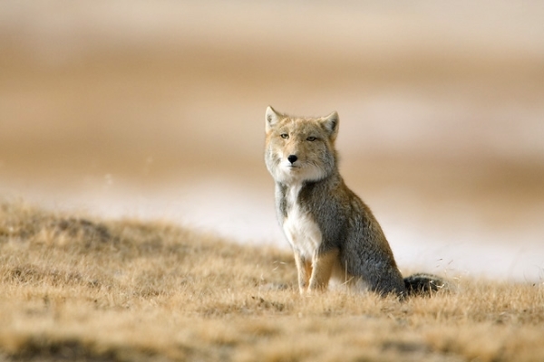 英文名稱叫Tibetan Fox的藏狐，是分布在西藏、中國青海以及尼泊爾3000公尺以上的高原，體型不大的牠們以巨石間的縫隙當窩，經常與棕熊一同獵食鼠兔或是小鳥等。厚厚的毛皮能幫牠們應付高山上的寒冷天氣，不過最令人印象深刻的就是牠的臉蛋，厚實的嘴邊肉讓牠看起來就有一張天生的「國字臉」，很像剛拔完牙在嘴裡塞了棉花一樣鼓鼓的，再加上牠「有一點小又淡定」的眼睛，感覺跟牠說什麼都只會回你一個「喔！」，超厭世的模樣看起來超級爆笑！